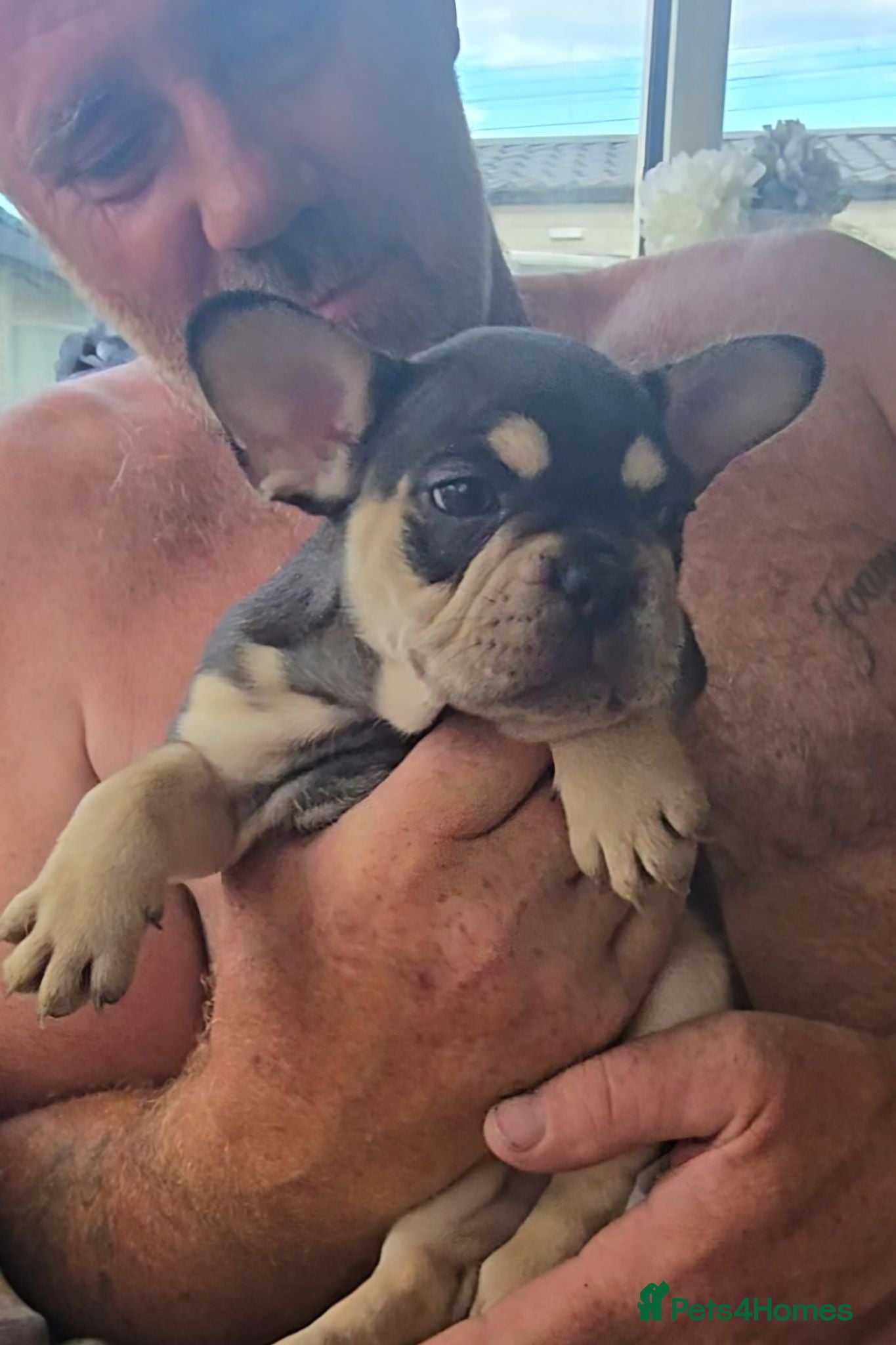 French Bulldog dogs French bulldog dog puppies  - Advert 6