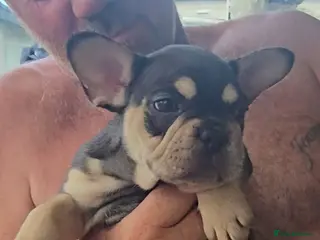 French Bulldog dogs French bulldog dog puppies - Advert 6
