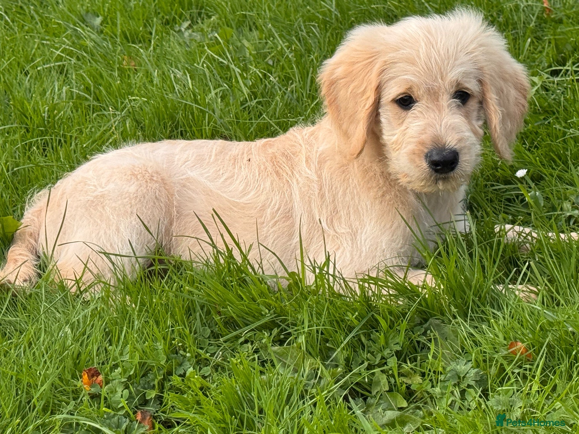 Goldendoodle dogs READY! Only 2 Gorgeous F1 Goldendoodle Boys  - Advert 2