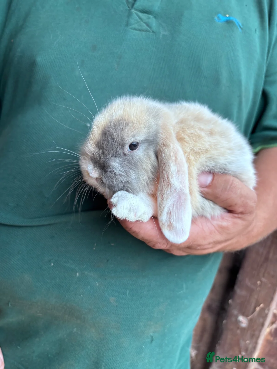 Mini Lop rabbits for sale: 4 beautiful bunnies for sale  - Advert 2
