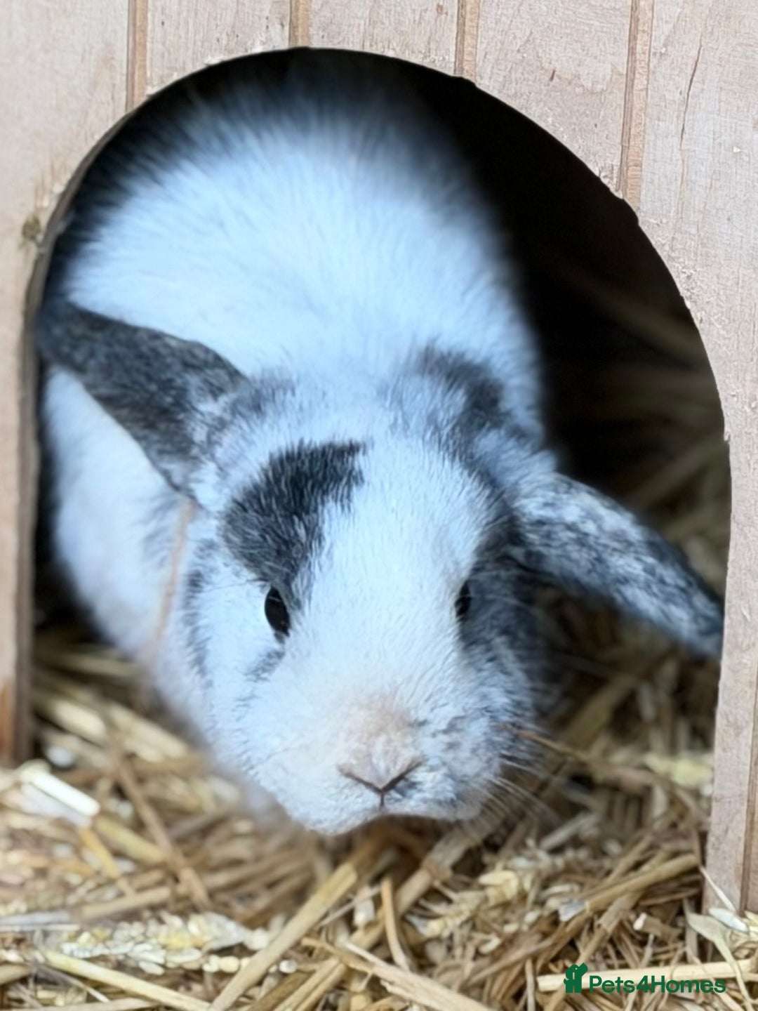 Mini Lop rabbits for sale: Baby bunnies looking for their forever homes🩵🩷 - Advert 4