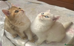 British Shorthair cats for sale: Stunning munchkin fur babies 😻🌼🌸🌺 - Image 1