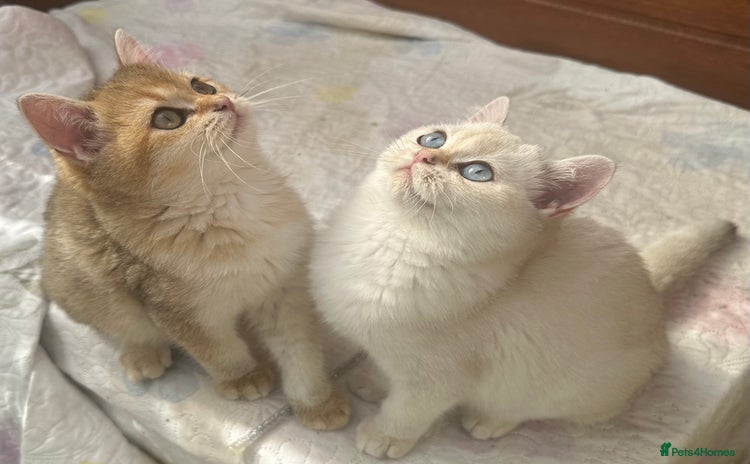 British Shorthair cats - Advert 4