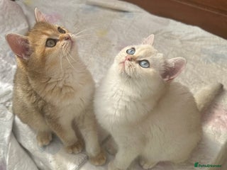 British Shorthair cats - Advert 2