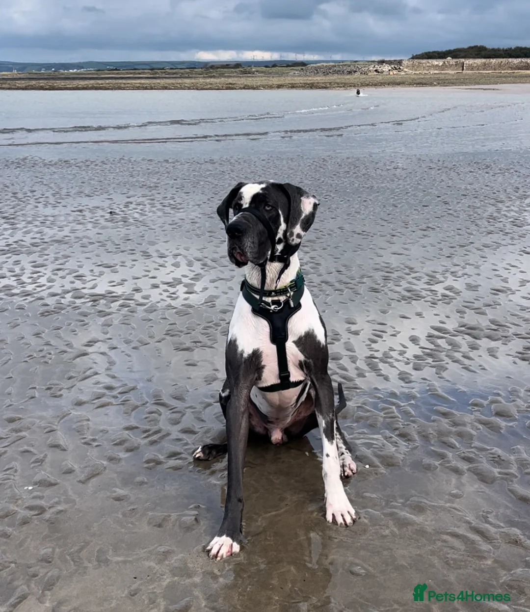 Great Dane dogs for stud: KC reg Dane for stud  in Bideford - Advert 2