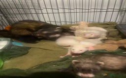 Ferret rodents for sale: Ferrets - Image 5
