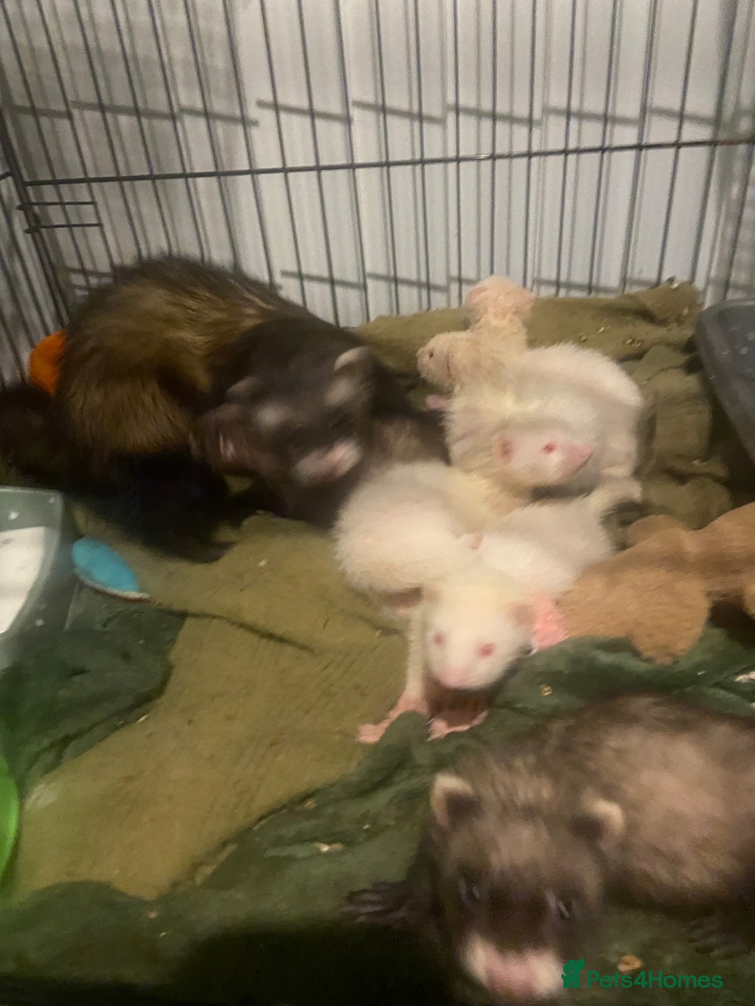 Ferret rodents for sale: Ferrets - Image 5