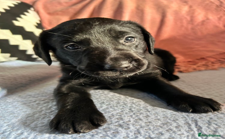 Labrador Retriever dogs - Advert 2