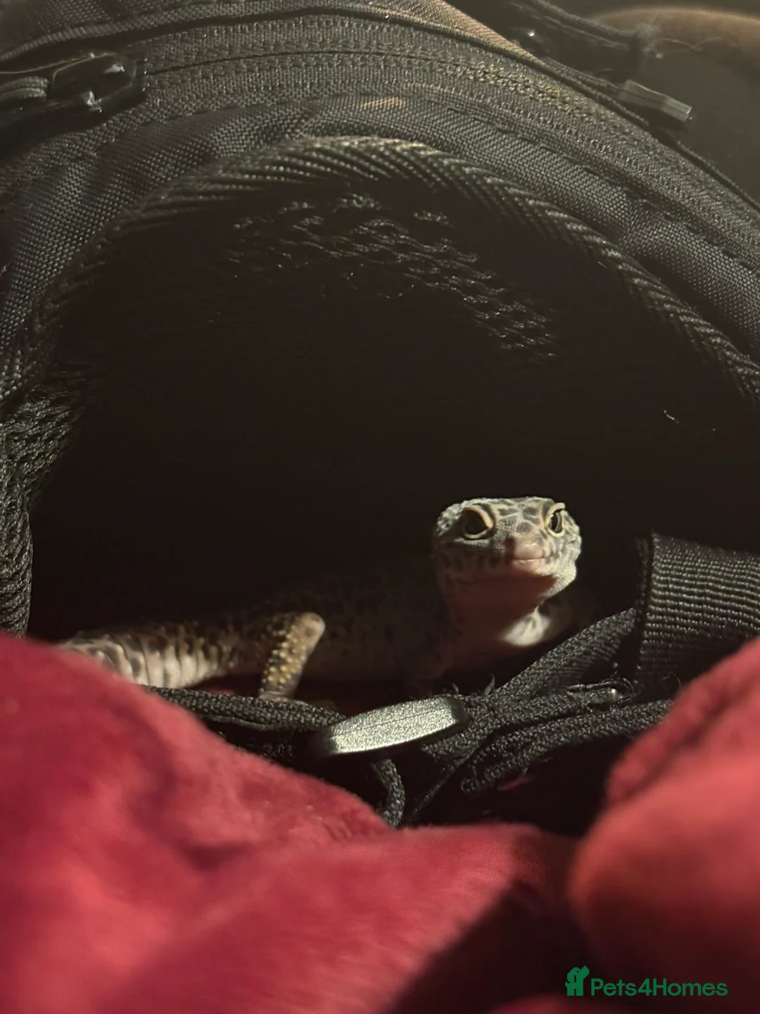 Python Snake reptiles for sale: 5 reptiles to be rehomed  in Chippenham - Advert 4