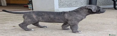 Cane Corso 4