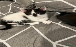 Mixed Breed cats for sale: Mixed breed kittens  - Image 25