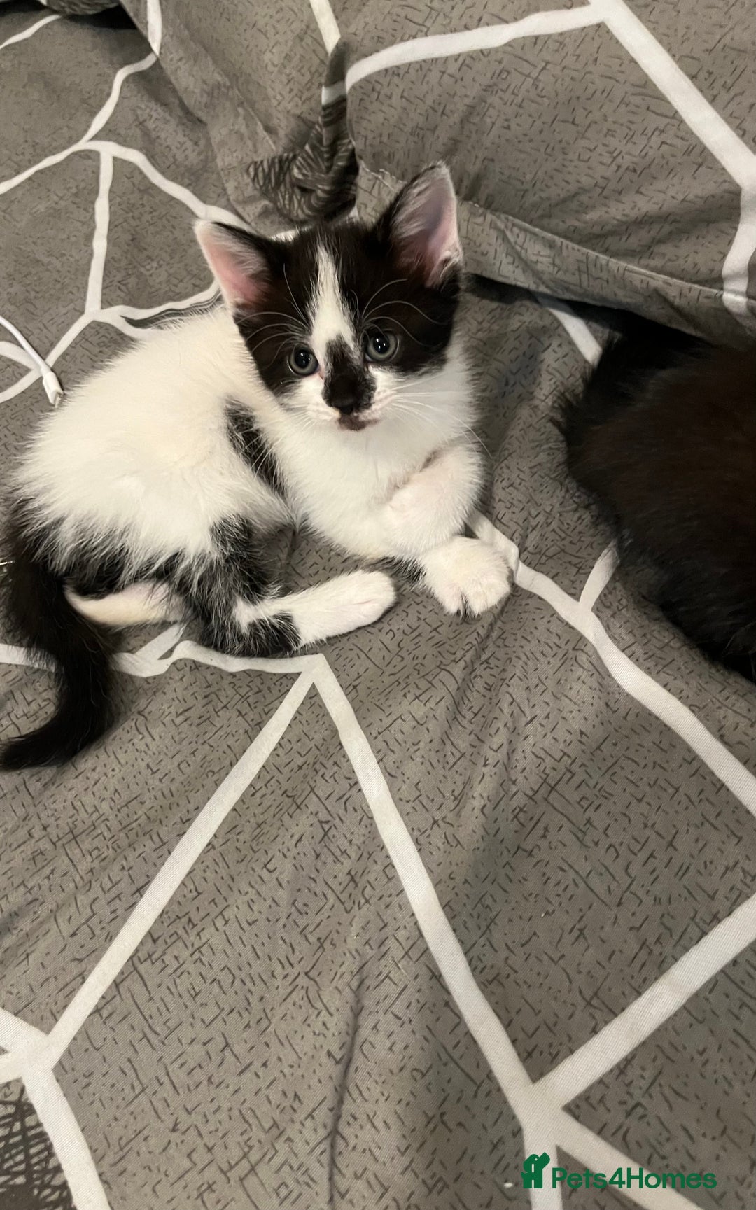Mixed Breed cats for sale: Mixed breed kittens  - Image 25
