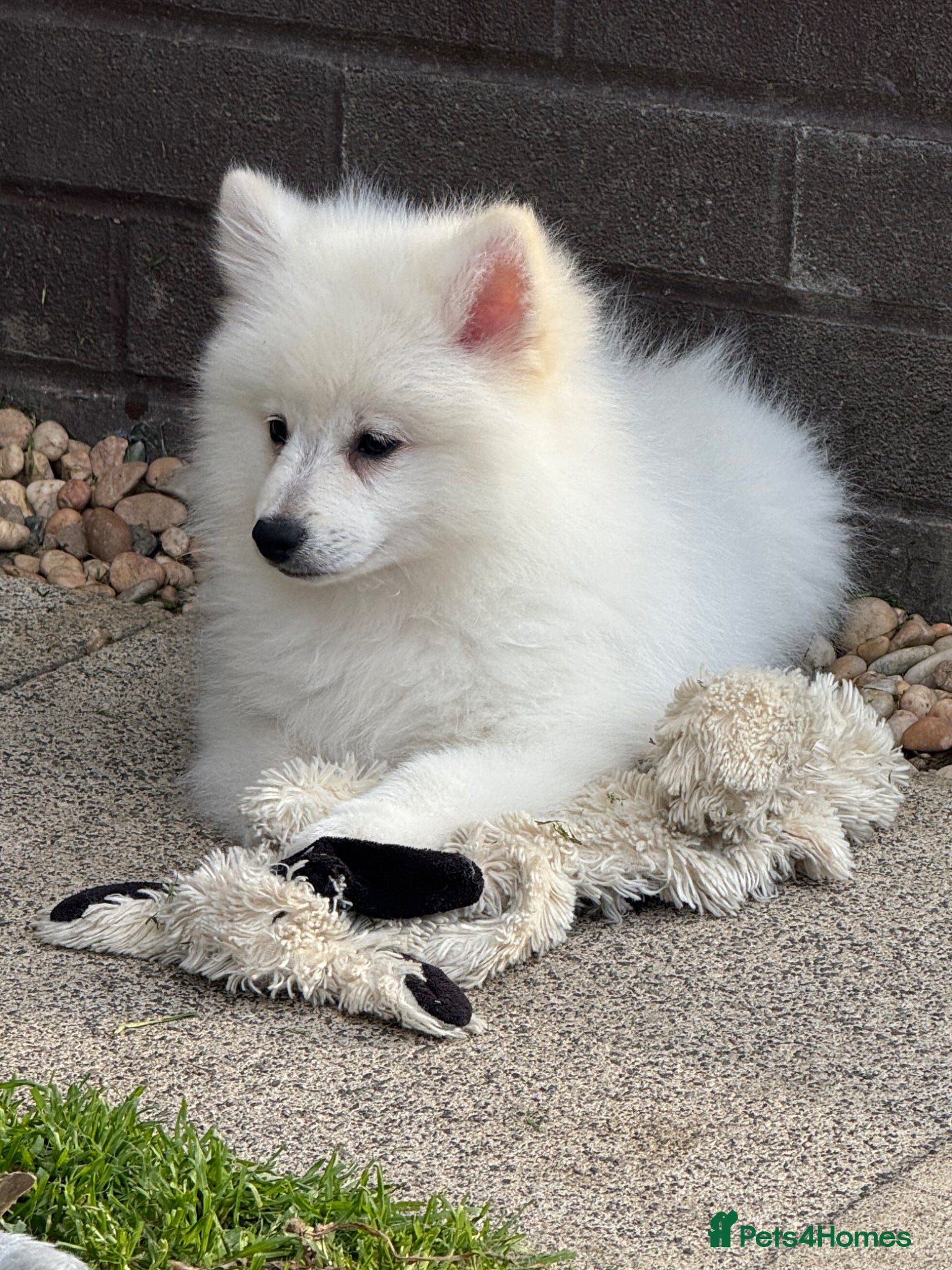 German Spitz dogs *** Beautiful Cream German Spitz *** - Advert 2