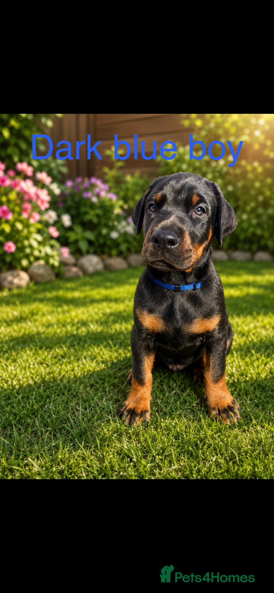 Dobermann dogs 4 Doberman puppies left  - Advert 17