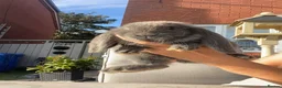 French Lop rabbits for sale: French lop stunning babies  in Driffield - Advert 5