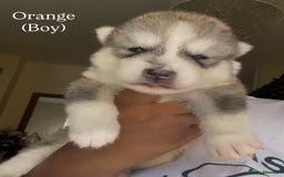 Utonagan dogs for sale: Siberian Husky cross Alaskan Malamutes Puppies - Image 2