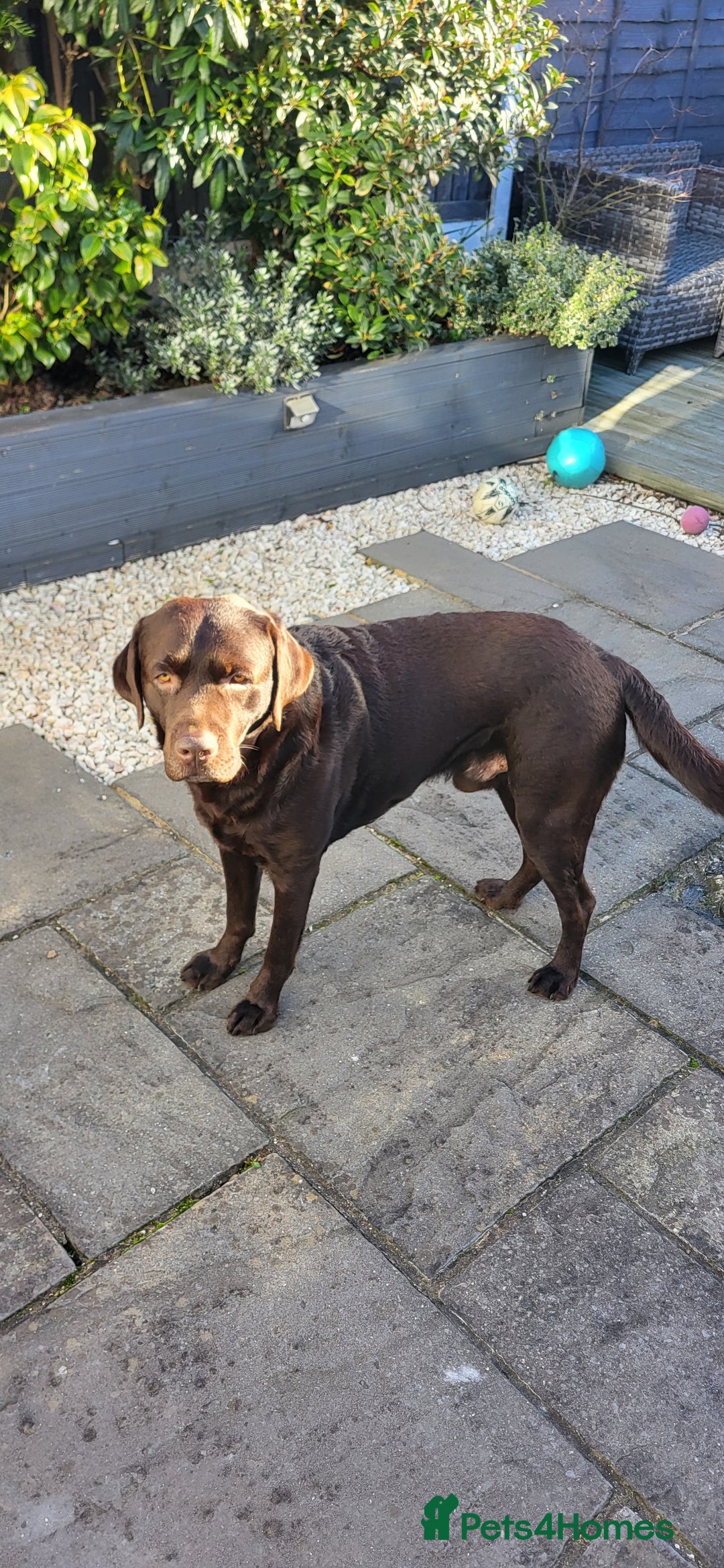 Labrador Retriever dogs for sale: Full Pedigree, KC Registered Choc Lab Retriever - Advert 1