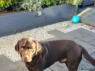 Labrador Retriever dogs Full Pedigree, KC Registered Choc Lab Retriever - Advert 14