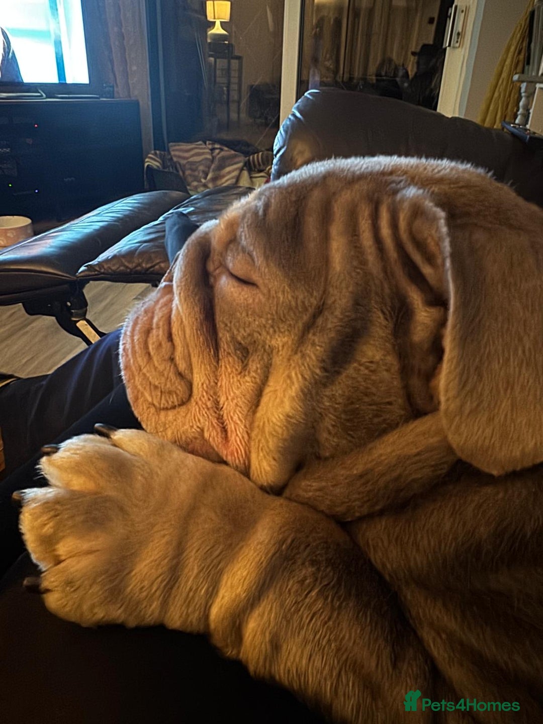 English Bulldog dogs for sale: BRITISH BULLDOG 2.5 years old. - Image 3