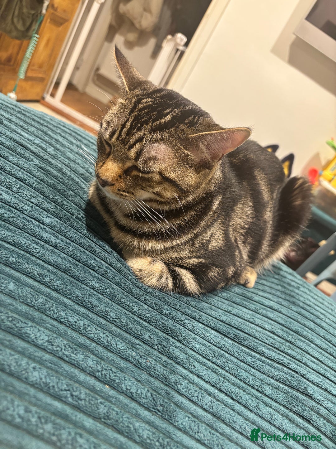 Mixed Breed cats for sale: Tigger  - Advert 8