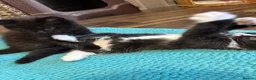 Mixed Breed cats for sale: Half ragdoll kittens! - Advert 14
