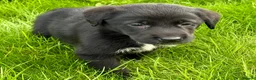 Borador dogs for sale: Borador Puppies - Advert 5