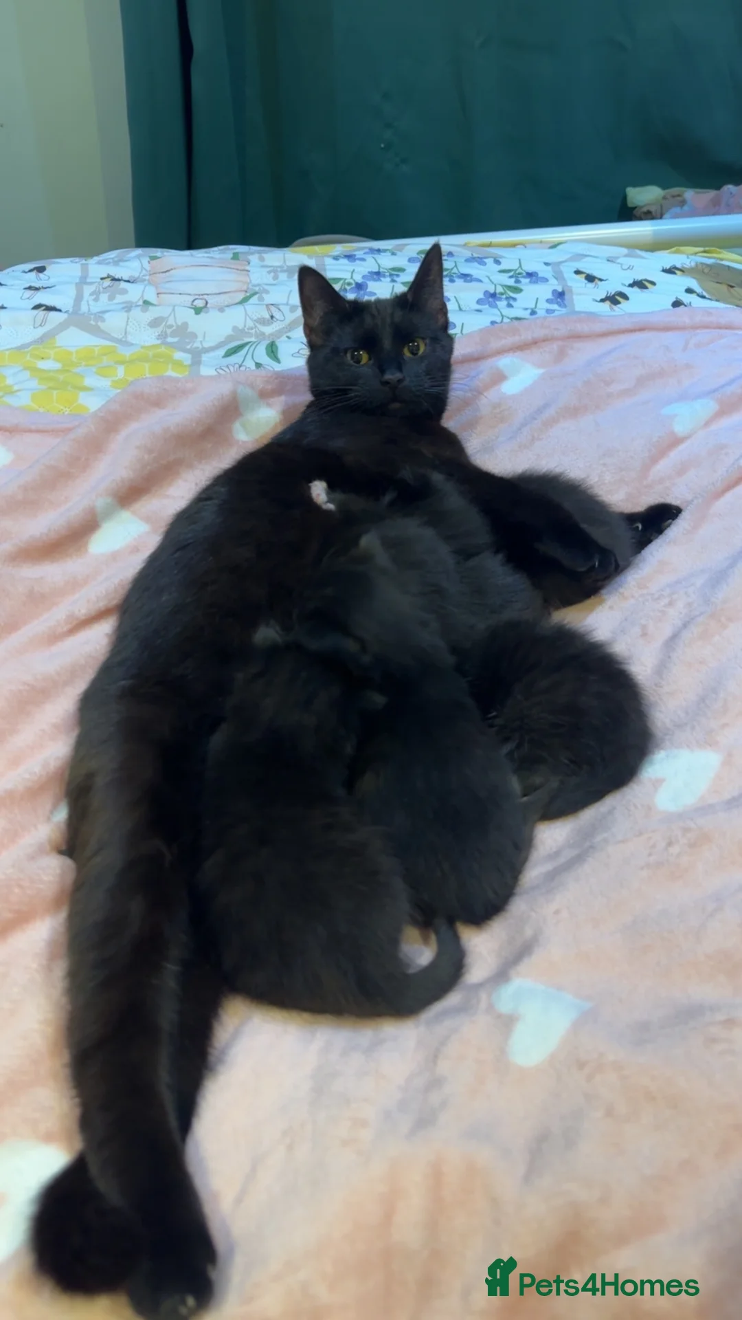 Bombay cats for sale: 5 Bombay cross Kittens - Advert 1