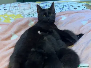 Bombay cats 5 Bombay cross Kittens - Advert 9