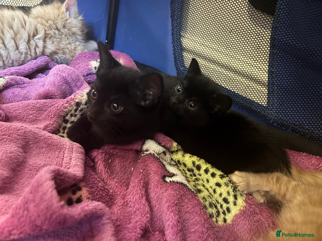 Mixed Breed cats for sale: Two beautiful litters 2 days apart  - Image 4