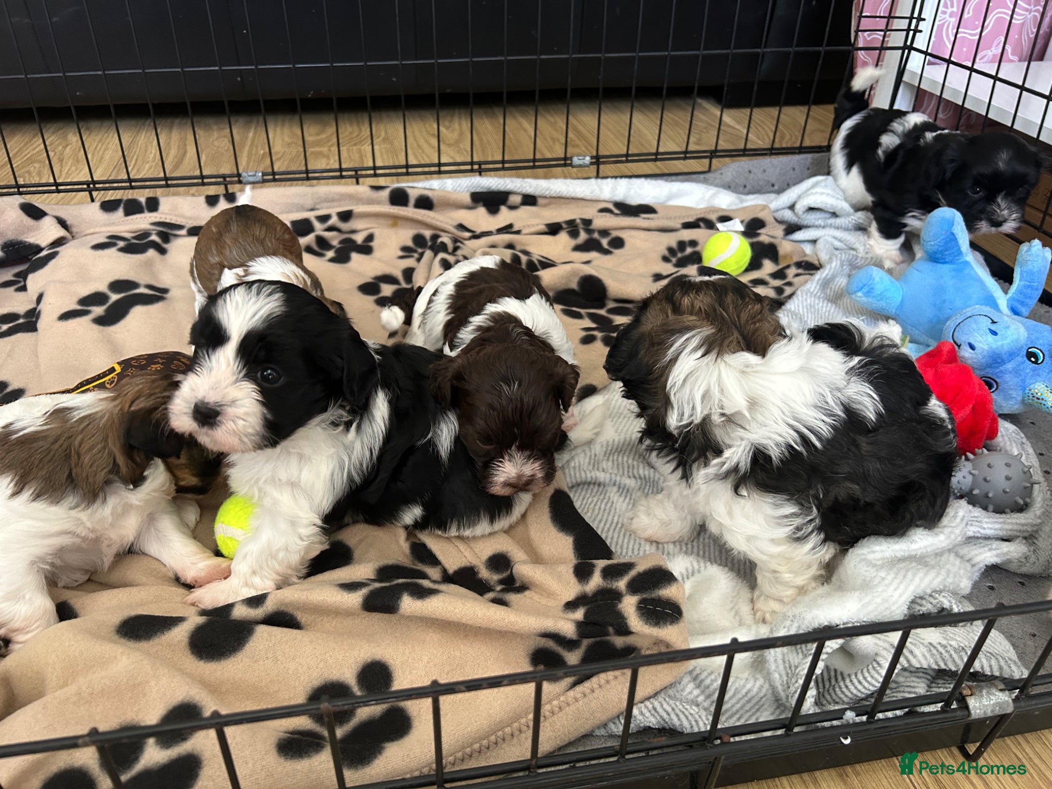 Havanese dogs Beautiful KC Registered Havanese Puppies - Advert 2