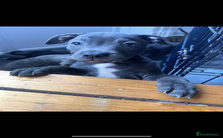 Staffordshire Bull Terrier dogs - Advert 2