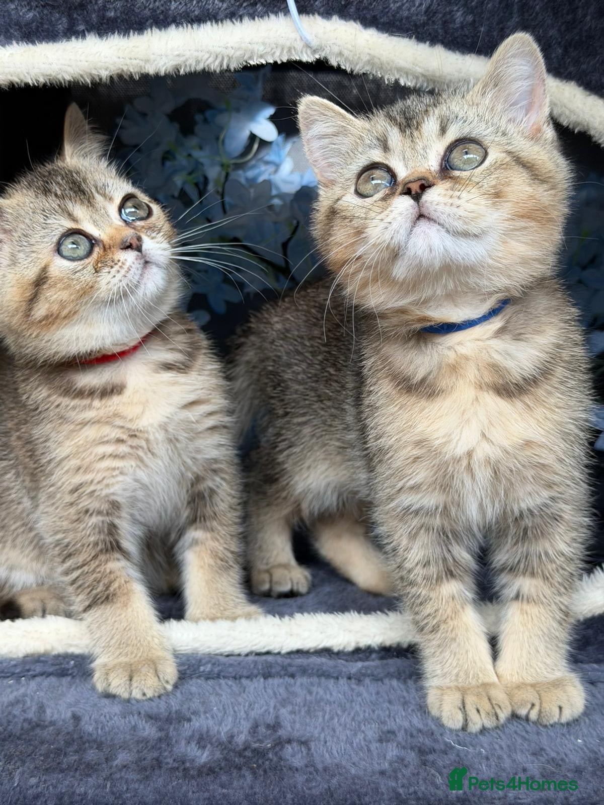 British Shorthair cats 3 CHUNKY BSH TICA REG KITTENS  - Advert 15
