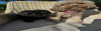 Toy Poodle 1