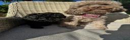 Toy Poodle dogs for sale: BEAUTIFUL KC REG BLACK TOY POODLE PUPPY GIRL  - Advert 11