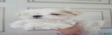 Maltese Puppy 2