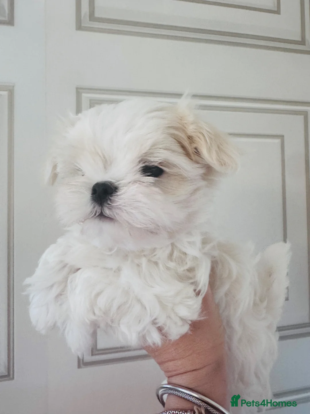 Maltese dogs for sale: Luxury Maltese“Doll Face”Puppies–Korean Bloodlline - Advert 18