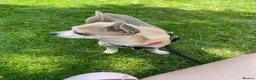 Chihuahua dogs for sale: Deer head Chihuahua  in Manchester - Advert 2