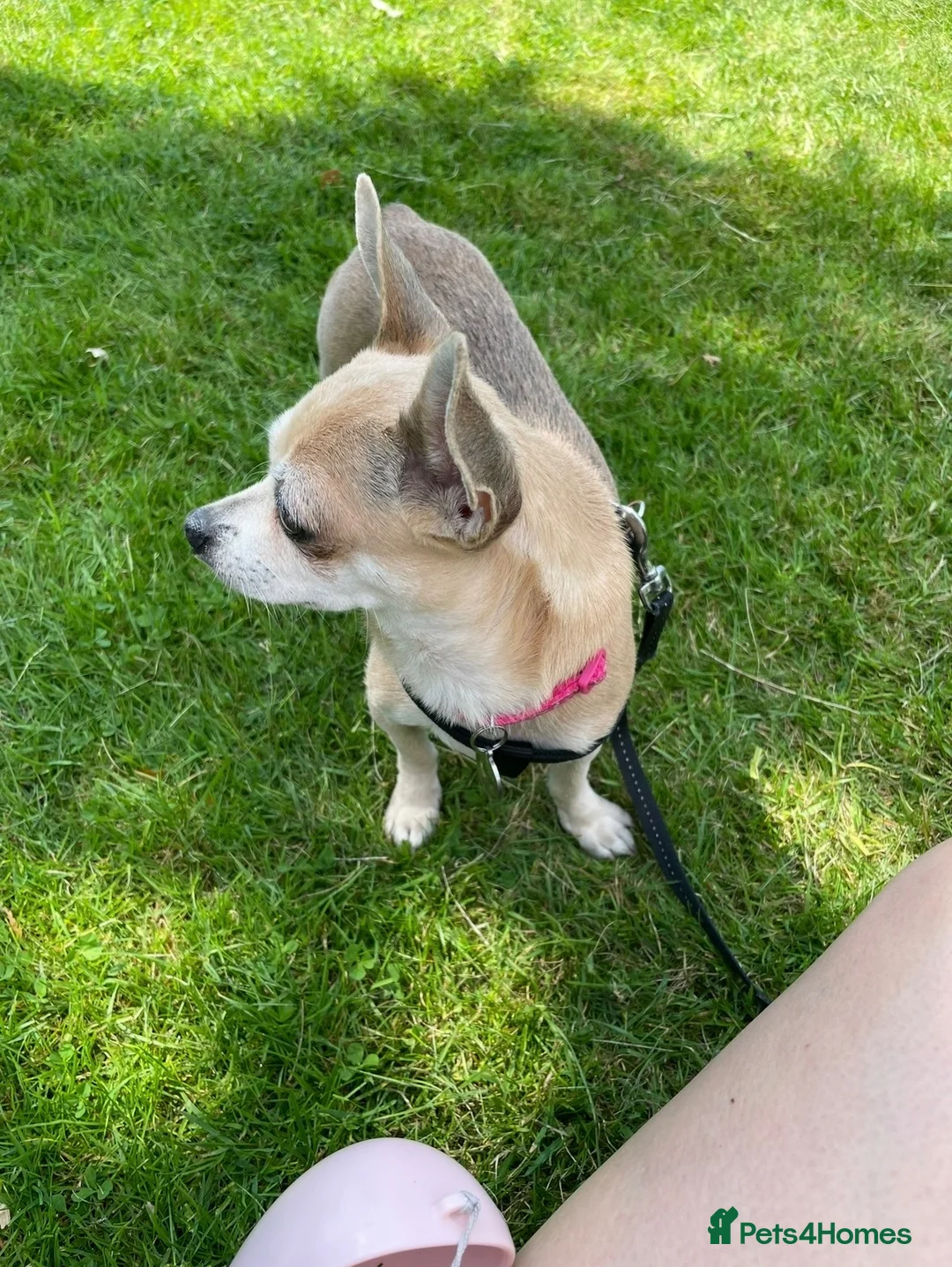 Chihuahua dogs for sale: Deer head Chihuahua  in Manchester - Advert 2