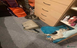 Mixed Breed cats for sale: Kittens  - Image 1