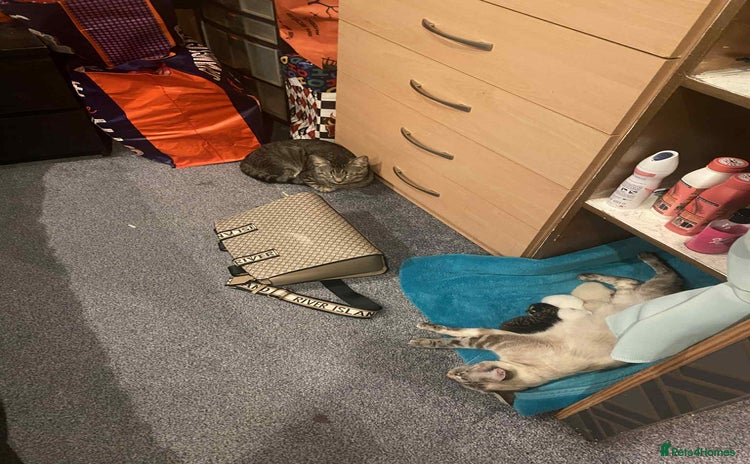 Mixed Breed cats - Advert 14