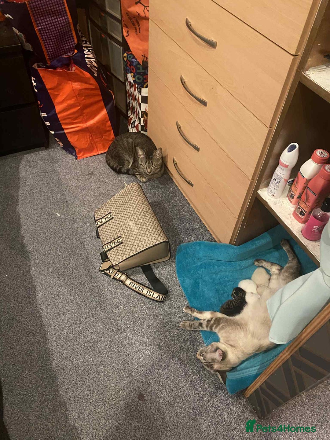 Mixed Breed cats for sale: Kittens  - Image 1