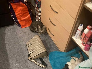 Mixed Breed cats - Advert 10