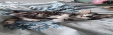 Tiglet