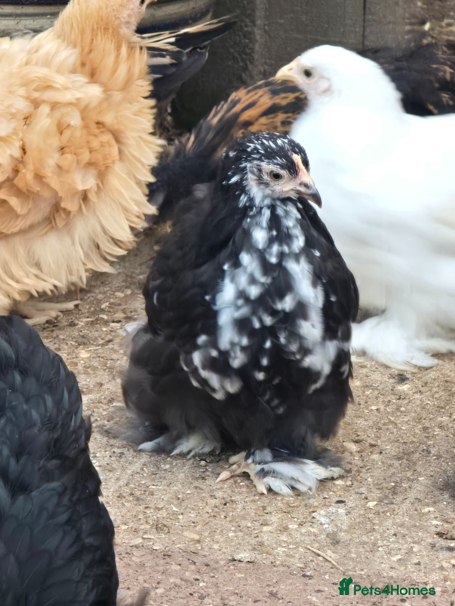 Chickens poultry Pekin Bantam pullets - Advert 2