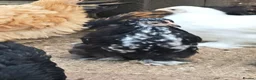 Chickens poultry for sale: Pekin Bantam pullets - Advert 7