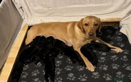 Borador dogs for sale: Lab collie puppies for sale  - Advert 10