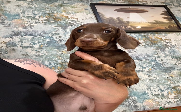 Miniature Dachshund dogs - Advert 11