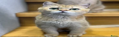 Scottish Fold Kitten 3
