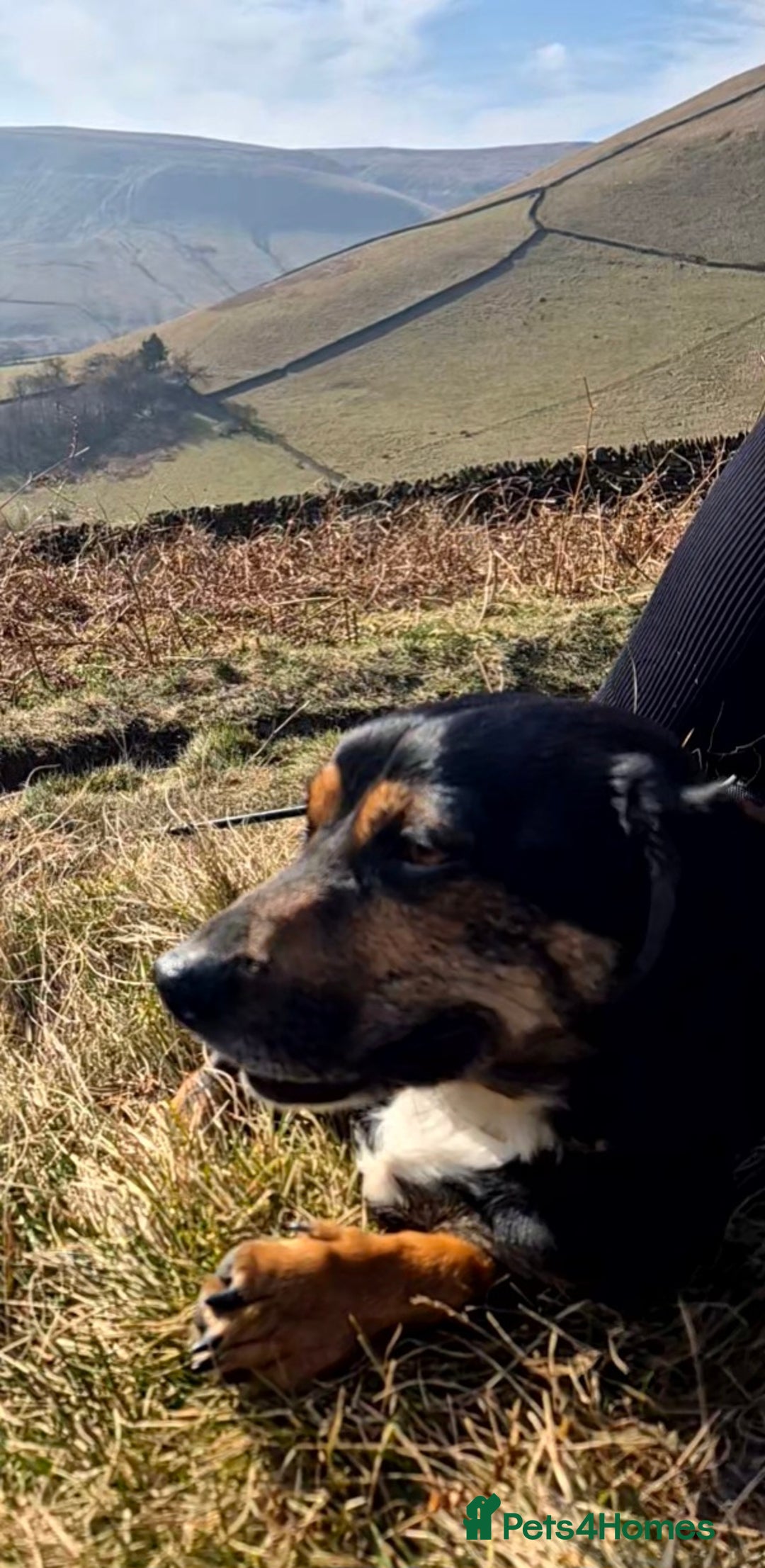 Mixed Breed dogs for sale: Cocker x Patterdale  - Image 3