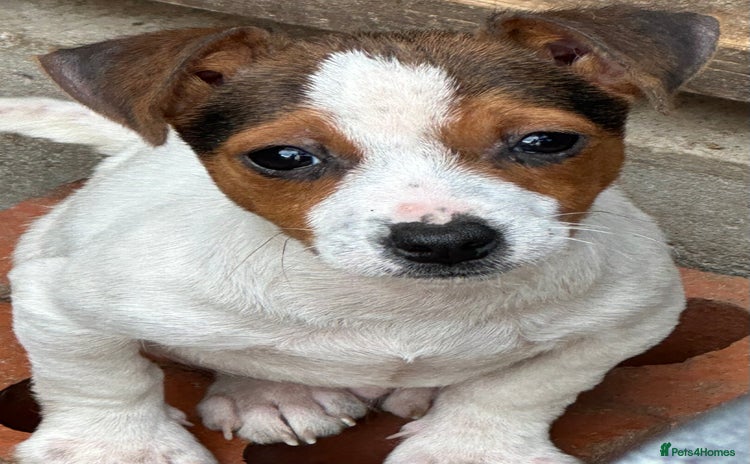 Jack Russell dogs - Advert 3